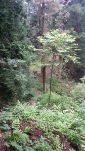 20130713_110915